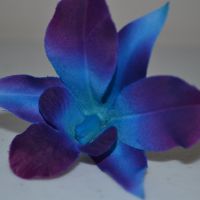 Silk blue dendrobium orchid