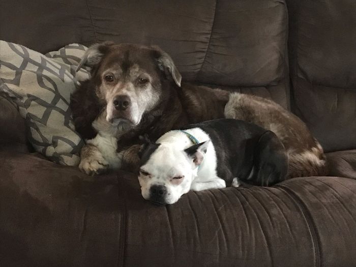 Blending Fur-families! - 2