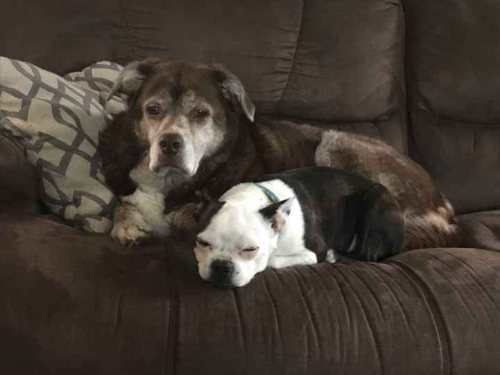 Blending Fur-families! - 2