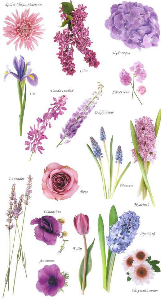 Flowers sugestions? - 1