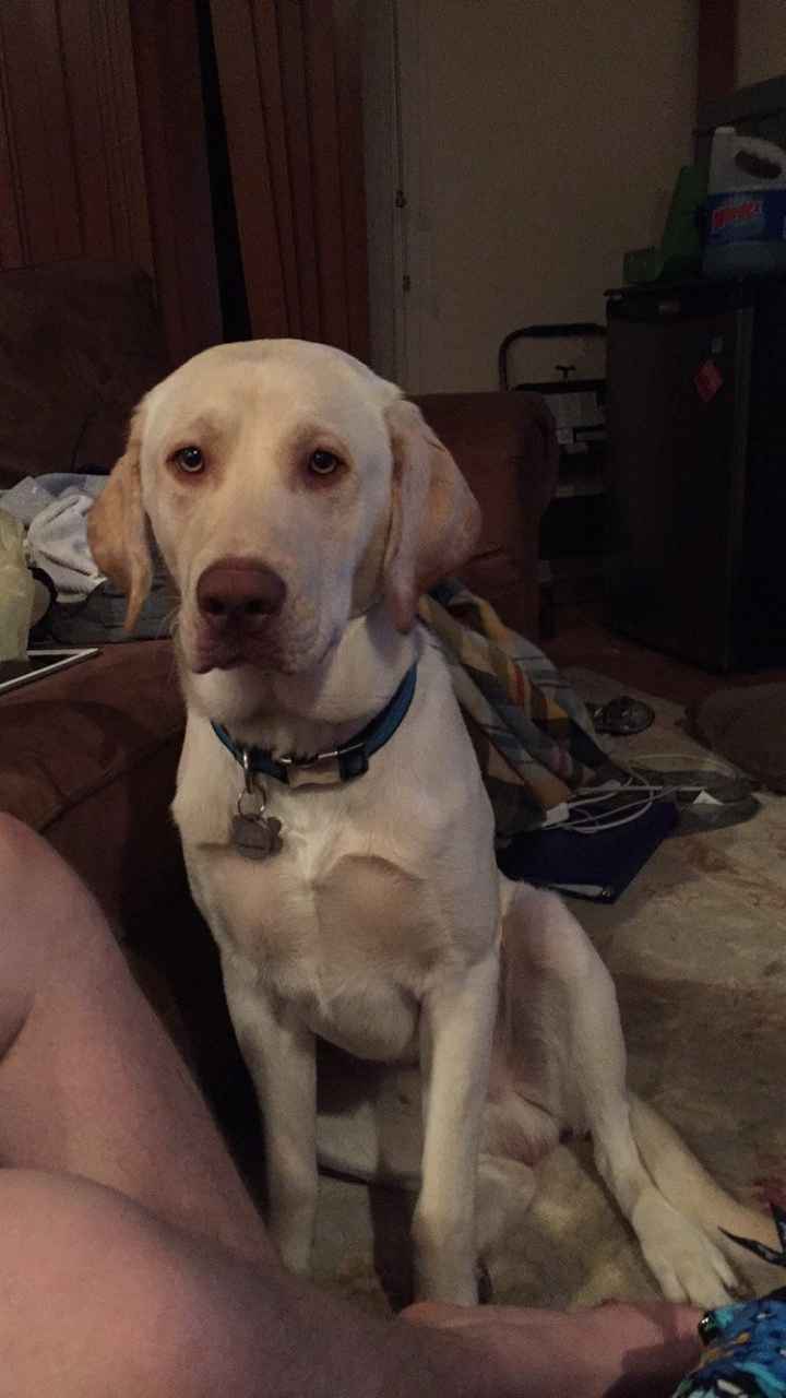 NWR- pets! We love them show me yours :)
