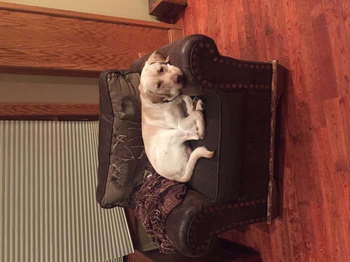 Let me see those fur babies!