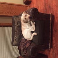 Let me see those fur babies!