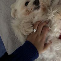 Moissanite Rings! - 2