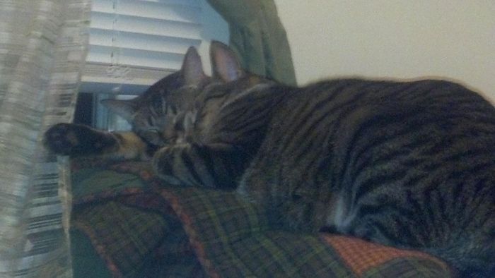 27 reasons why you should not get a cat