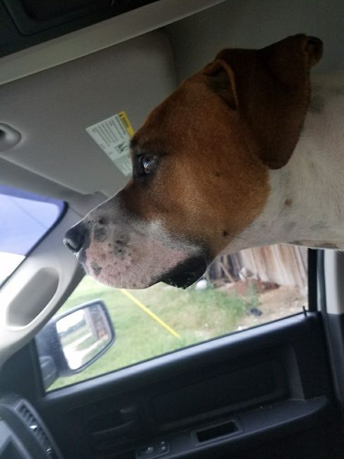 Furbaby pick me up