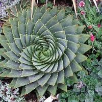 What's that swirl flower?
