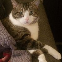 Mr. Jones, aka Fatty