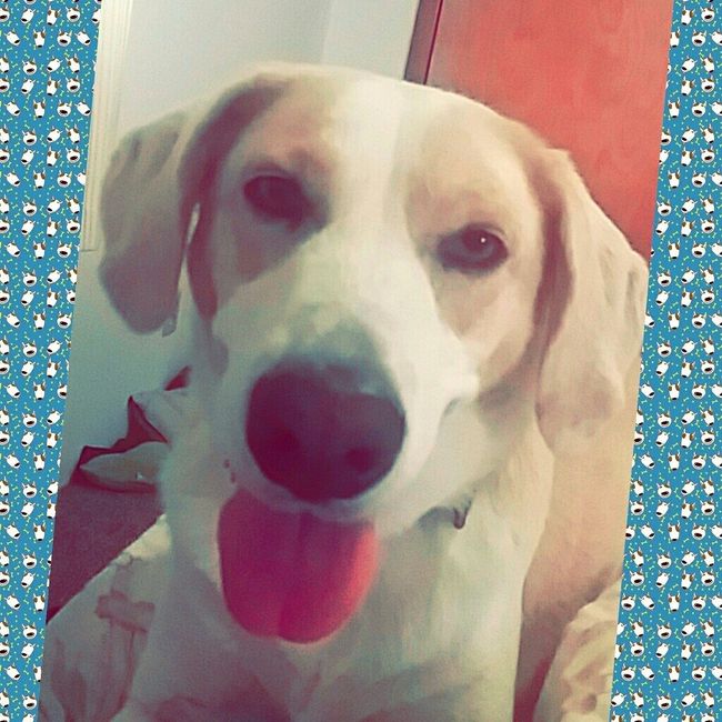 NWR - love my dogs