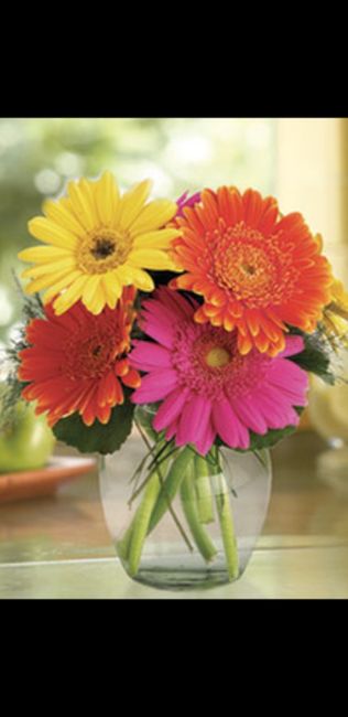 Gerbera Daisies - 1