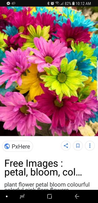 Gerbera Daisies - 2