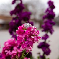 Lemme see your halo 🎼 - 1