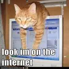 SINCE WE ARE STUCK WITH SPAM...HOW ABOUT CATS