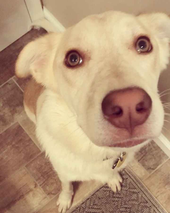 Positive thoughts and pictures of fluffy pets please