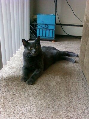 NWR: Lets see our pets!!