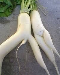 NSFW/NWR: Veggie Peen!!!!