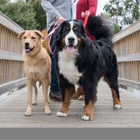 Engagement pictures! - 5