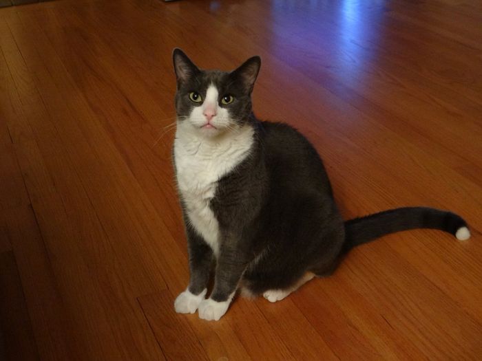 Let's see some FUR babies!