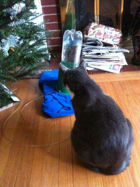 Christmas time with the furbabies!