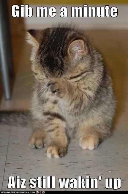 I am in love with this cat!
