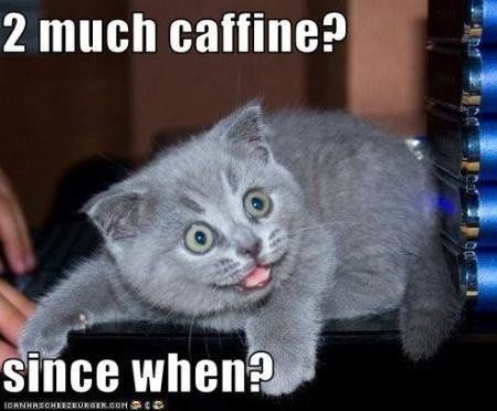 I am in love with this cat!