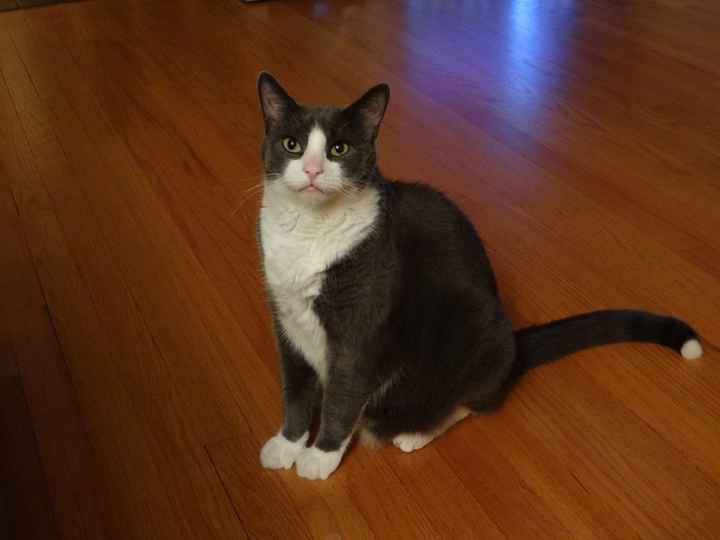 Let's see some FUR babies!