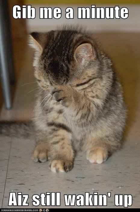 I am in love with this cat!