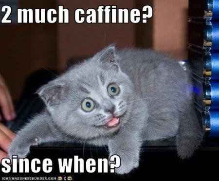 I am in love with this cat!