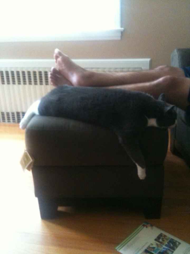 NWR: Cats!