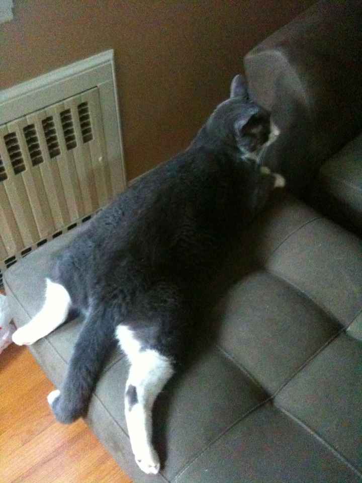NWR: Cats!
