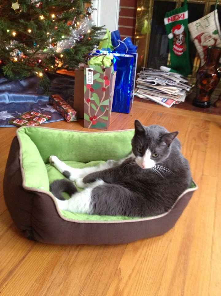 Fur babies :)