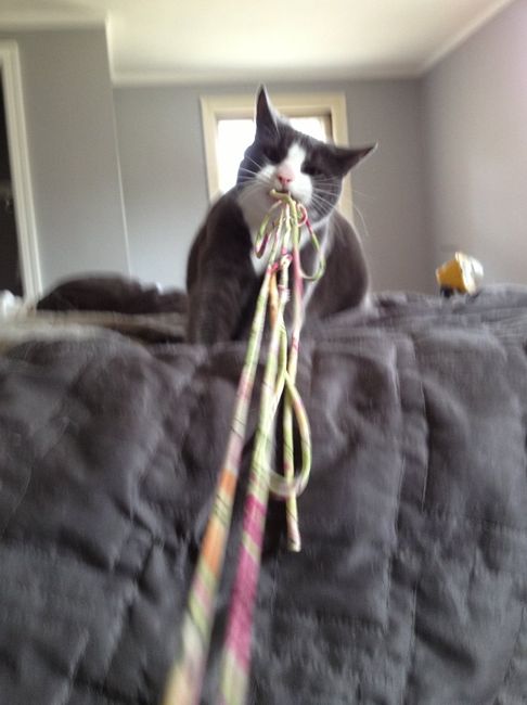 NWR: Cats!