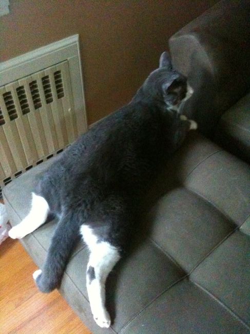 NWR: Cats!
