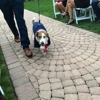 Our little ring bearer!