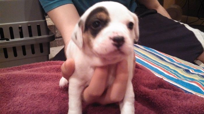 NWR: New puppy pics!!!