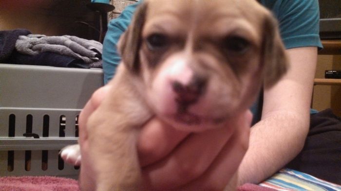 NWR: New puppy pics!!!