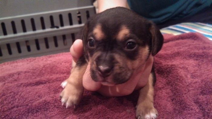 NWR: New puppy pics!!!