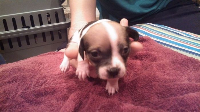NWR: New puppy pics!!!