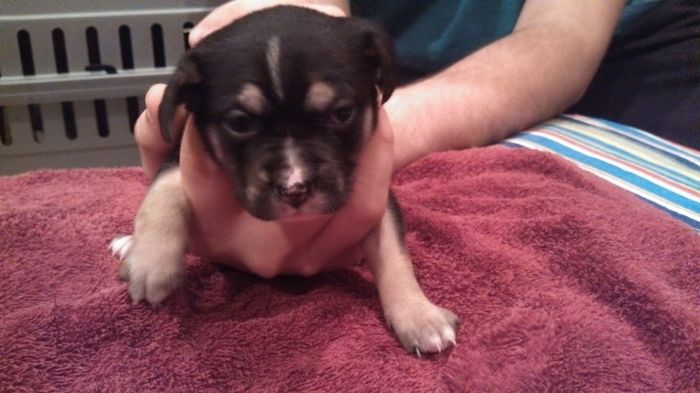 NWR: New puppy pics!!!