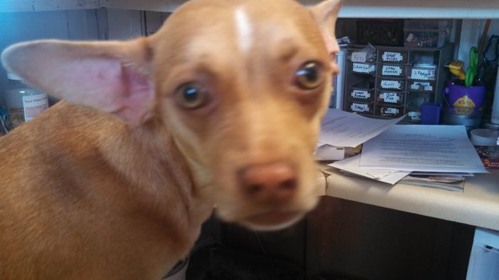 NWR: New puppy pics!!!