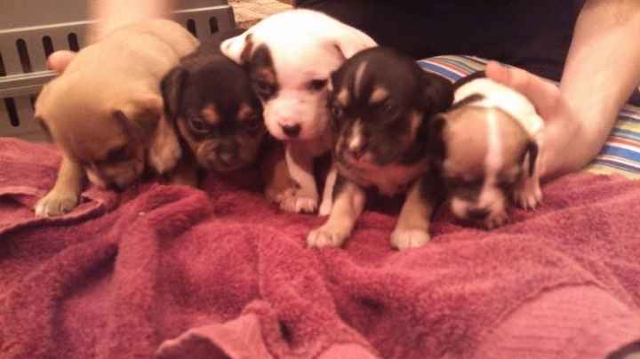 NWR: New puppy pics!!!