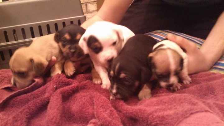 NWR: New puppy pics!!!