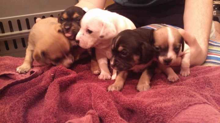 NWR: New puppy pics!!!