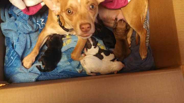 Spin off for animal lovers, happy thread