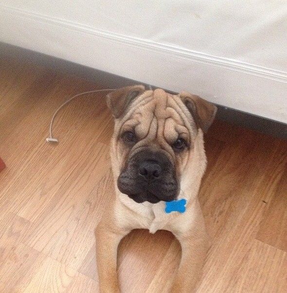 NWR: what pets are you bringing into the marriage?