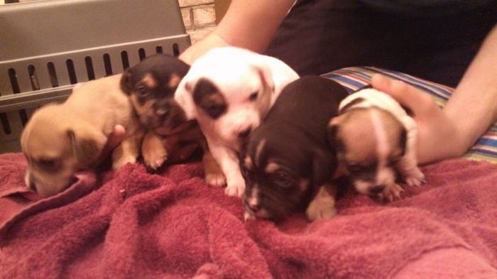 NWR: New puppy pics!!!