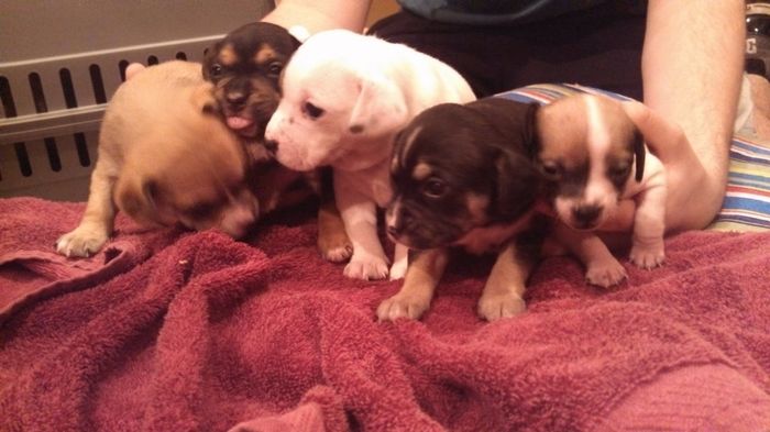 NWR: New puppy pics!!!