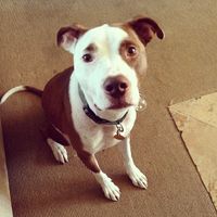 NWR: post pics of your pets!!