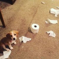 Let me see those fur babies!