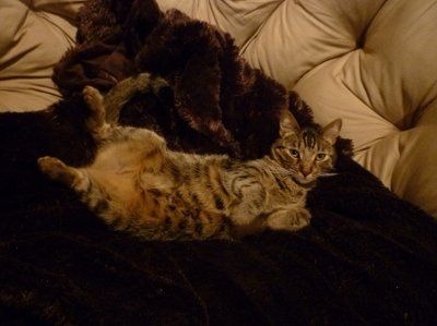 NWR - Furbabies :)